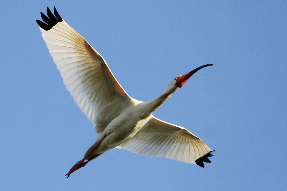 White Ibis - ML111444601