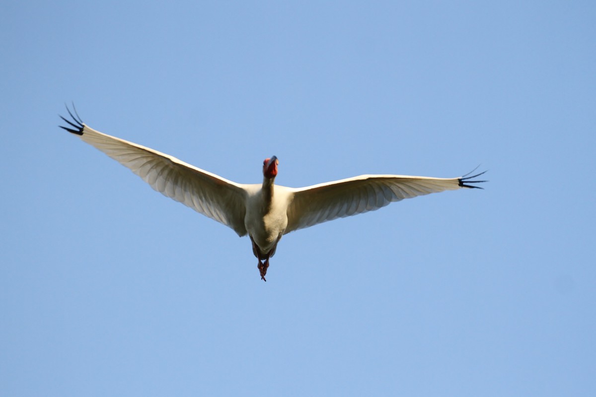 White Ibis - ML111444611