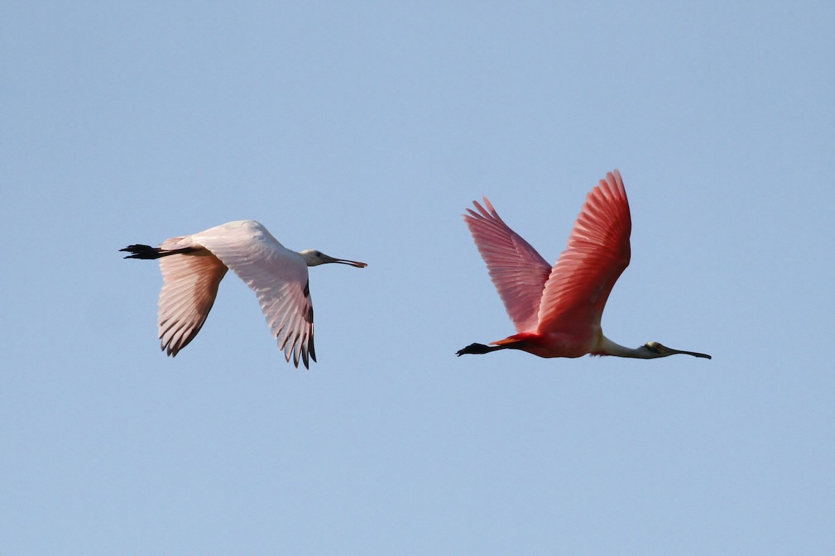 Roseate Spoonbill - ML111444621