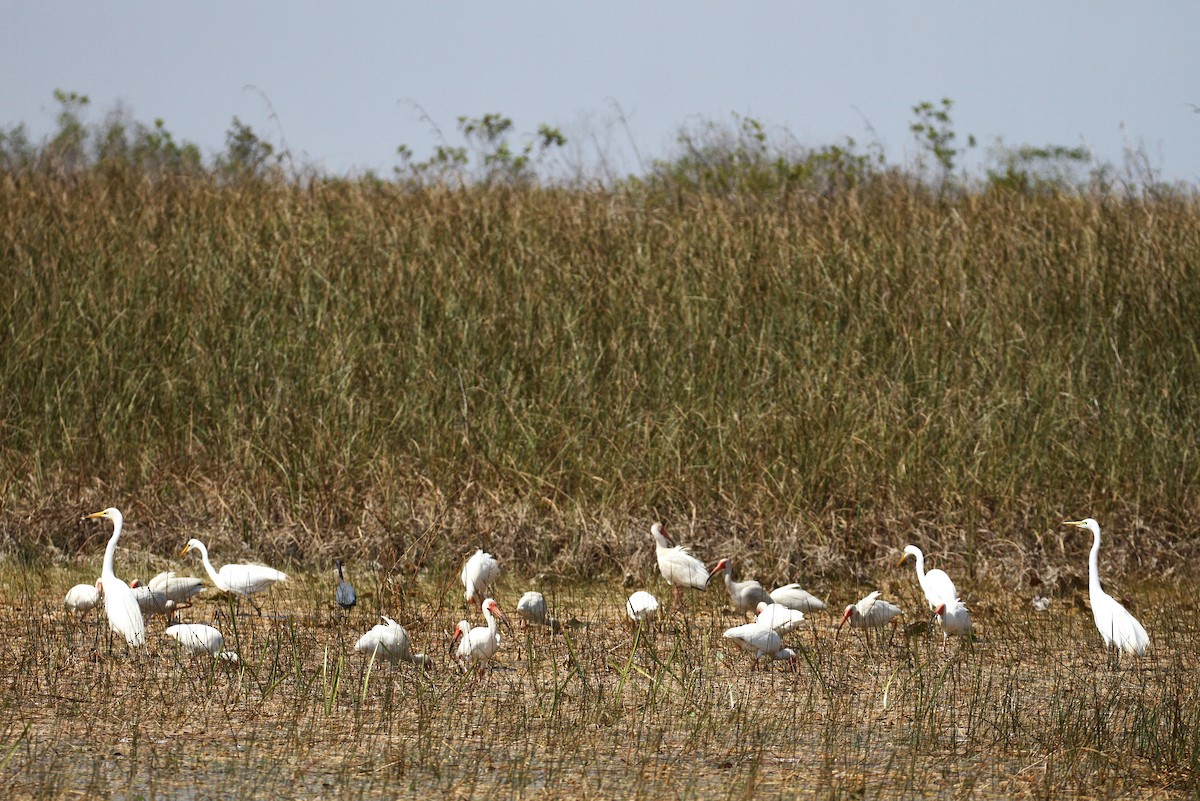 White Ibis - ML111444631