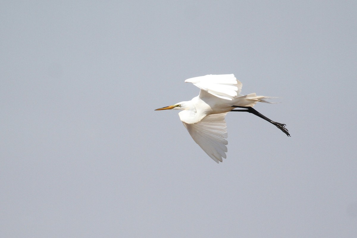 Great Egret - ML111444661