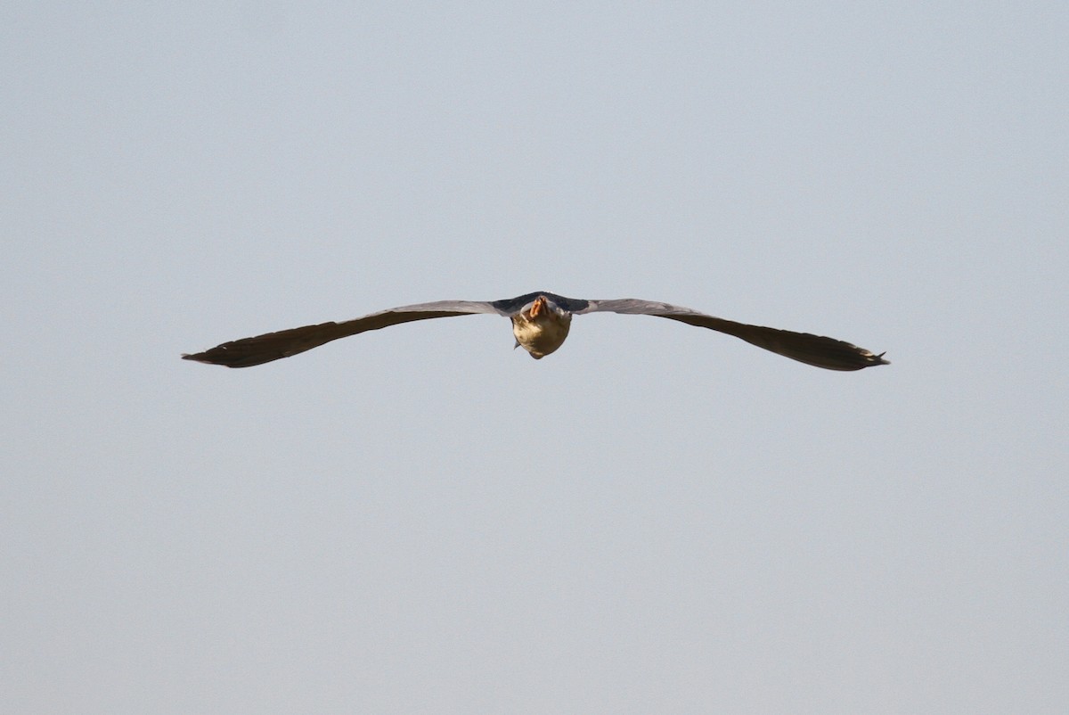 Black-crowned Night Heron - ML111444681