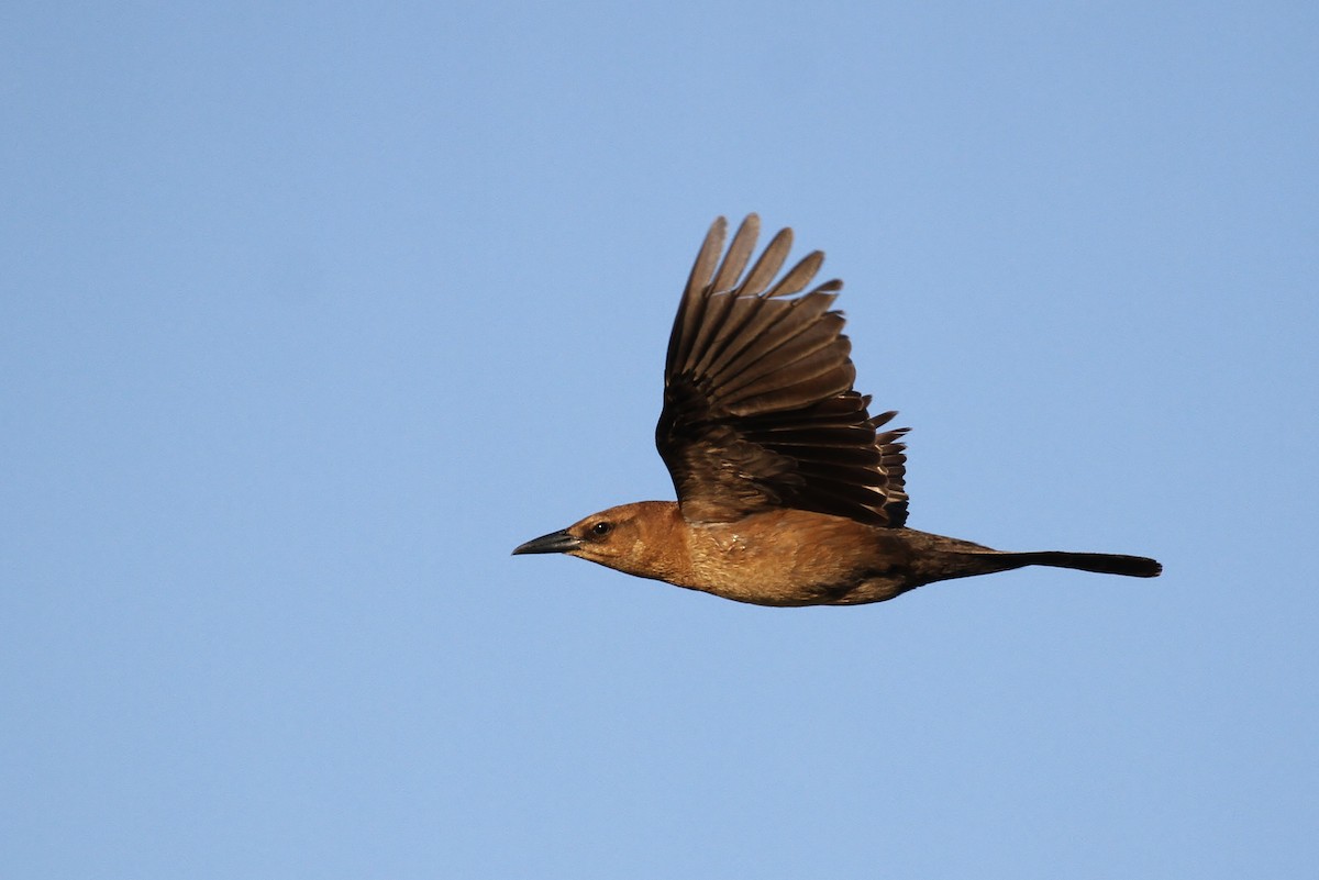 Boat-tailed Grackle (westoni) - ML111444731