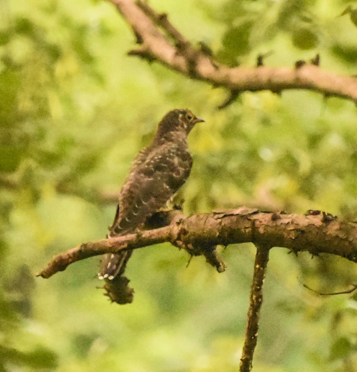 Lesser Cuckoo - Parvez Shagoo