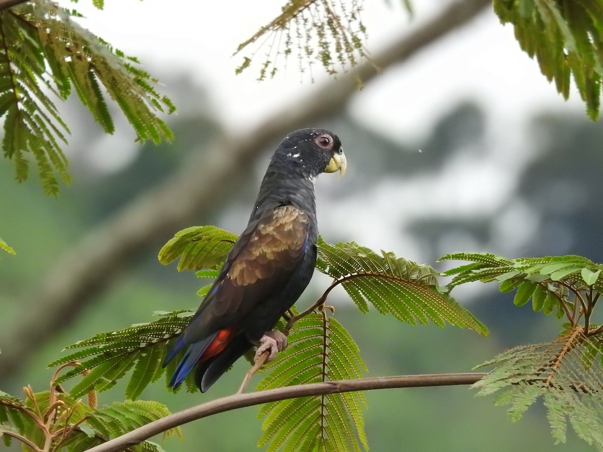 Bronze-winged Parrot - ML111446701