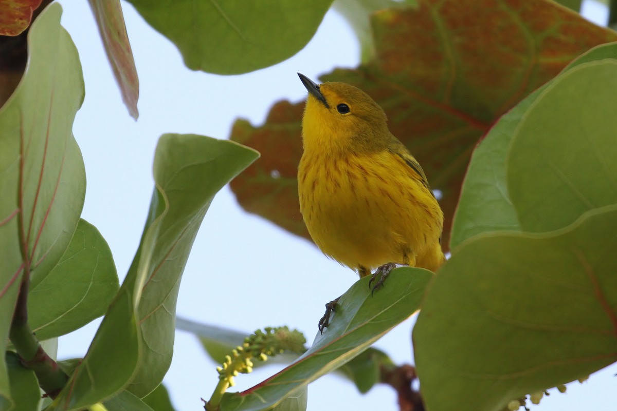 Mangrove Yellow Warbler (Greater Antillean) - Alex Lamoreaux