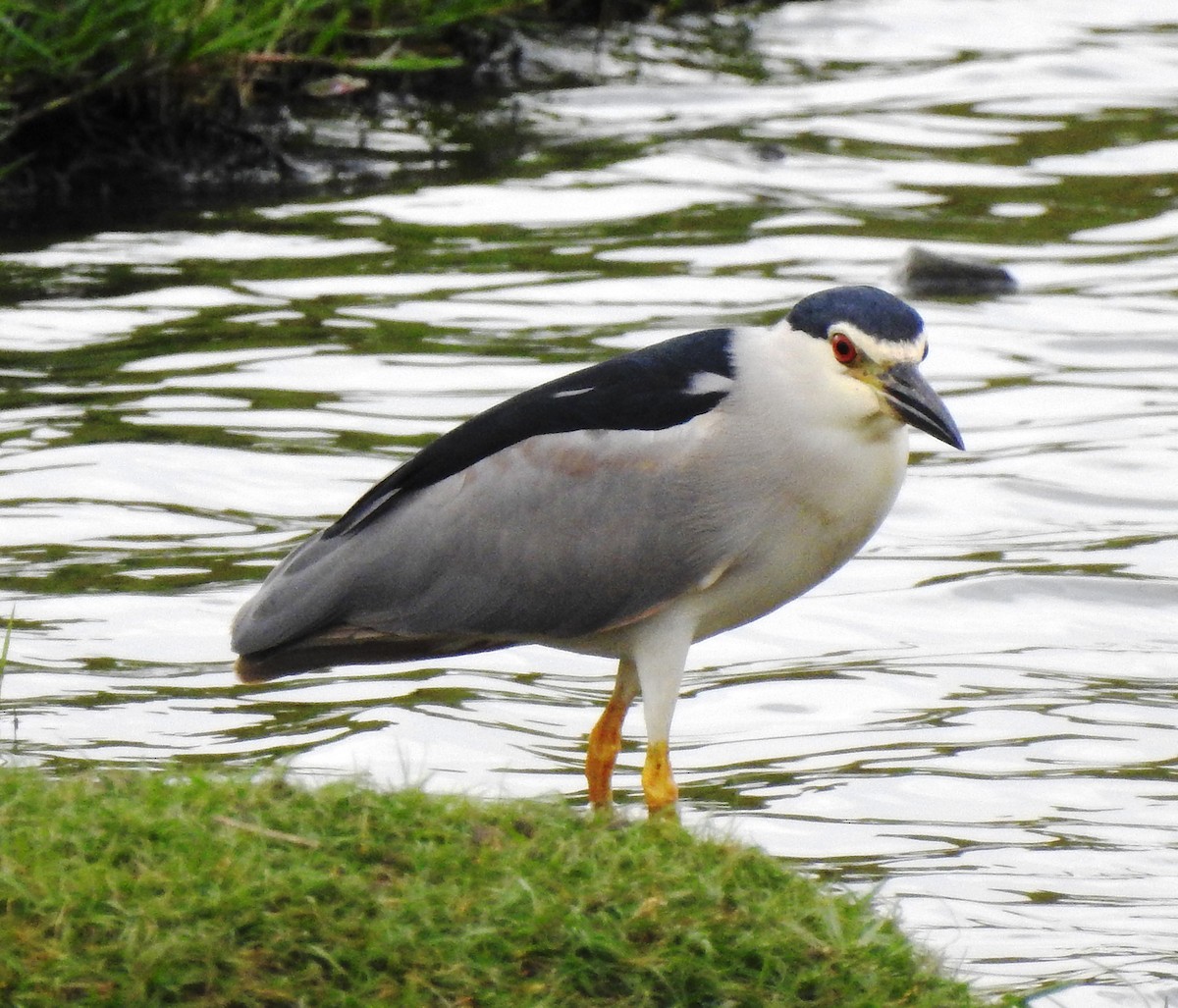 Black-crowned Night Heron - ML111448921