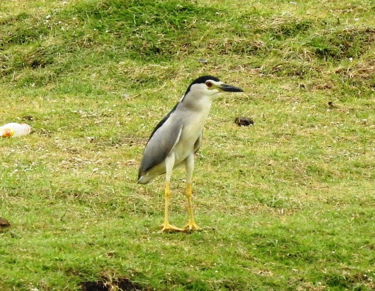 Black-crowned Night Heron - ML111448931