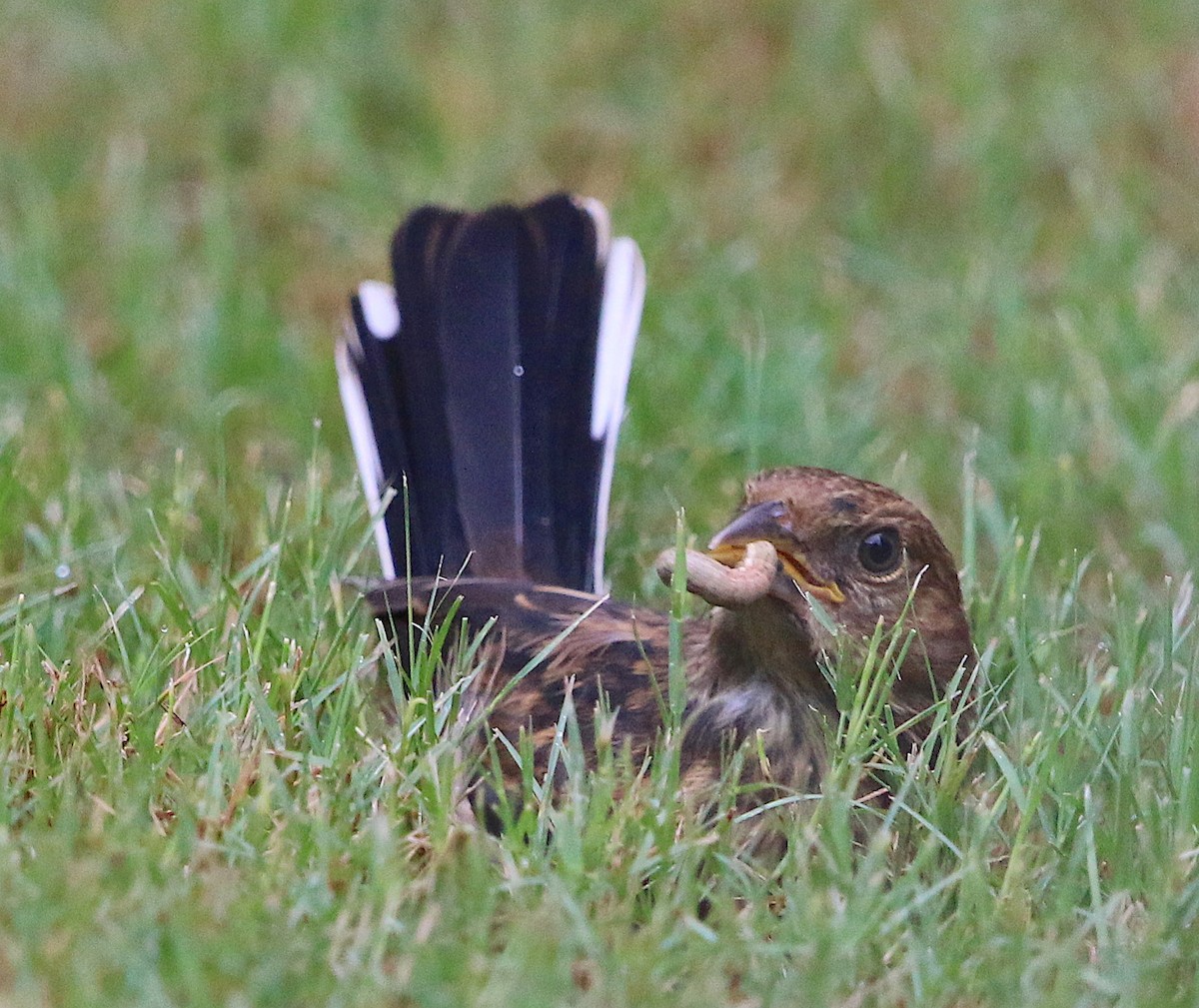 Eastern Towhee - ML111448941