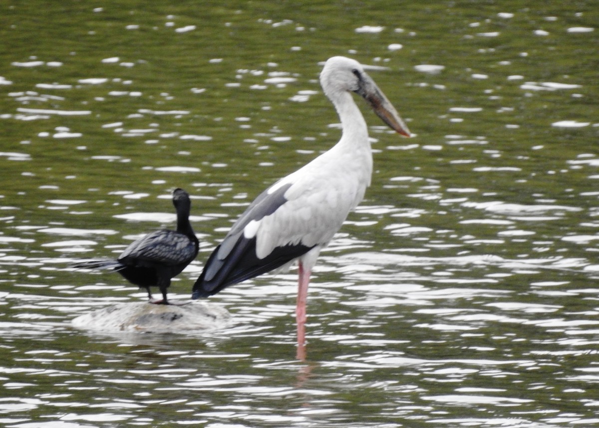 Asian Openbill - ML111449191