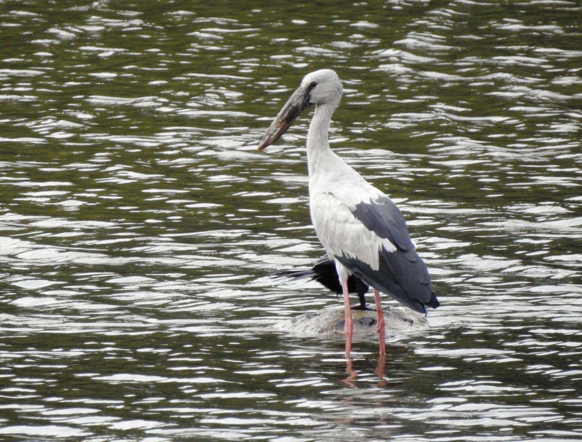 Asian Openbill - ML111449211