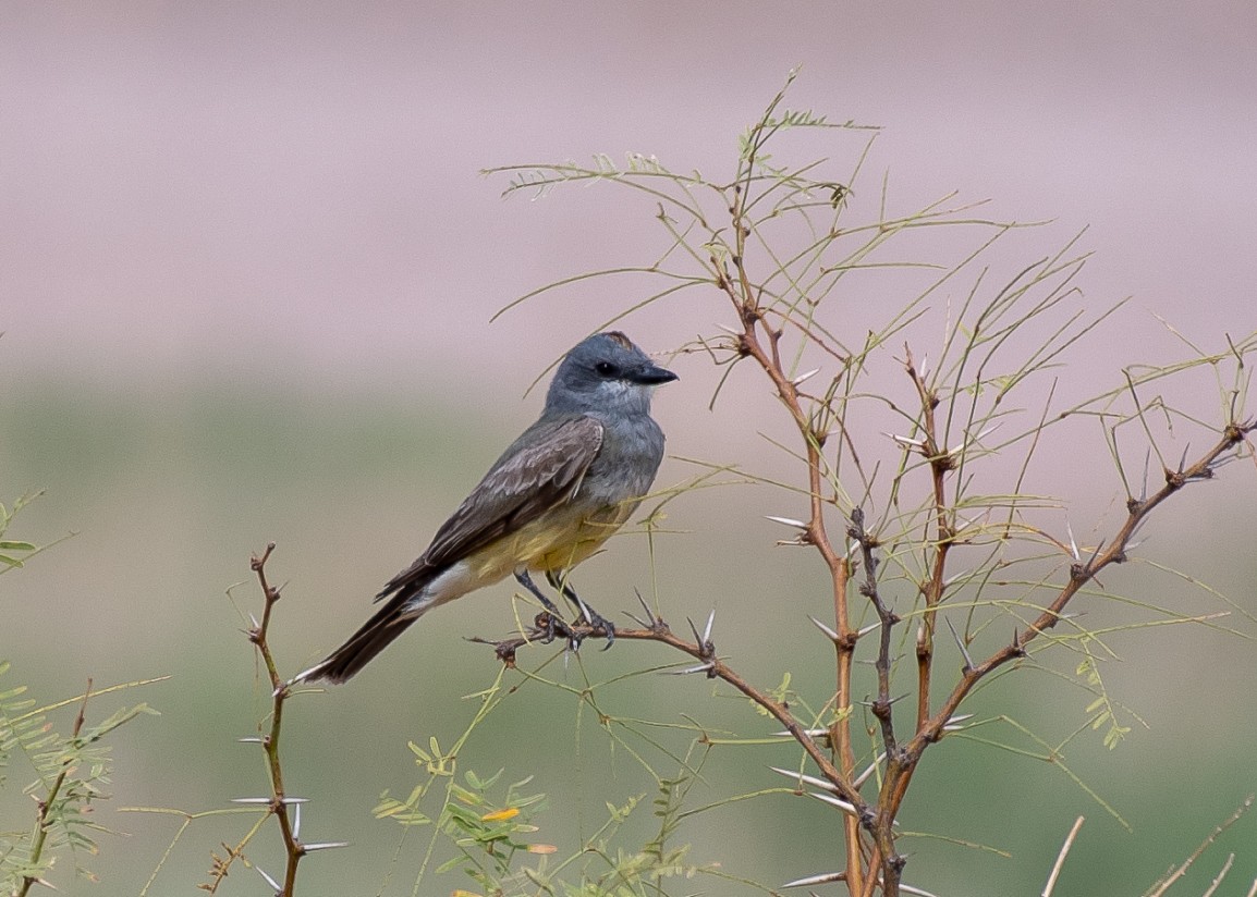 Cassin's Kingbird - ML111449381