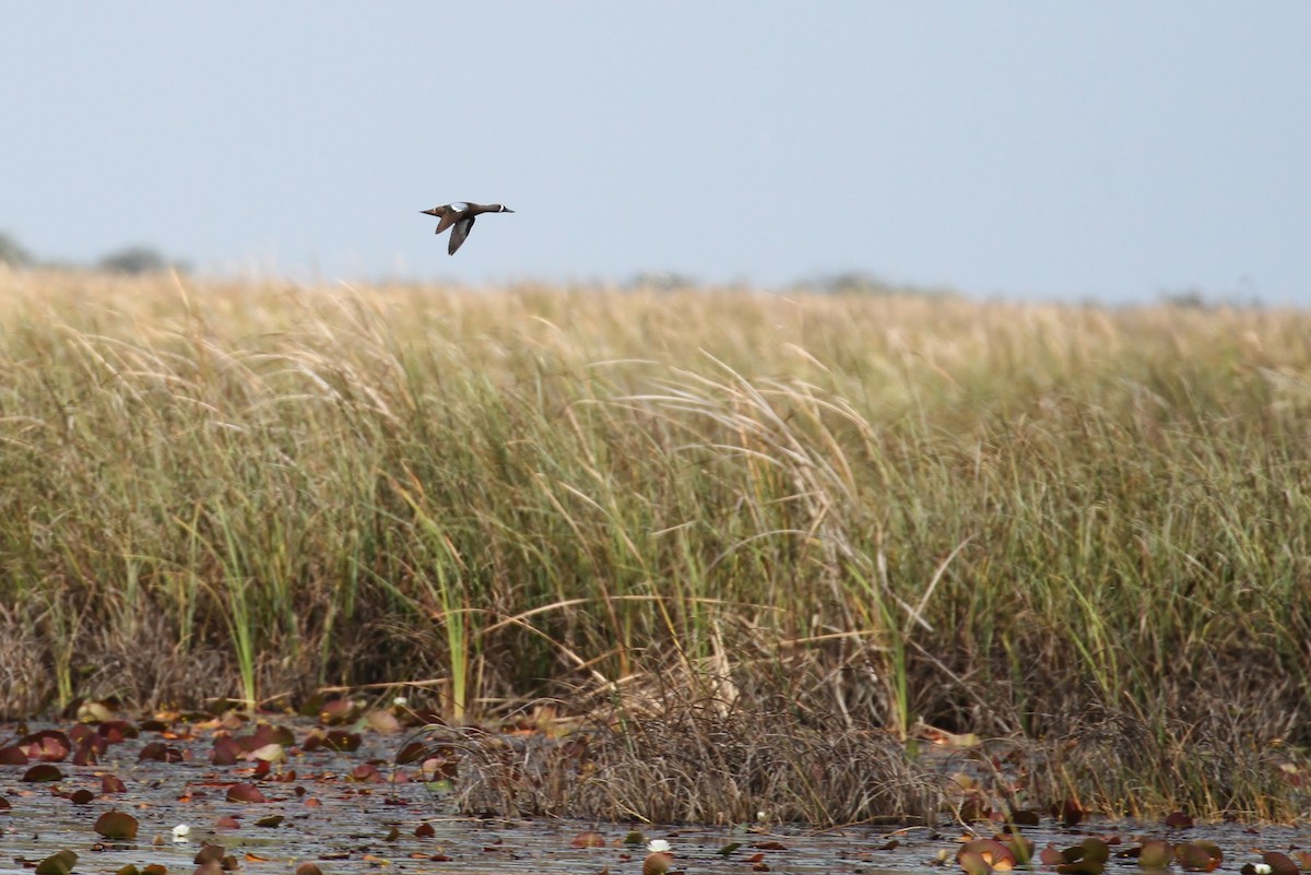 Blue-winged Teal - ML111449701