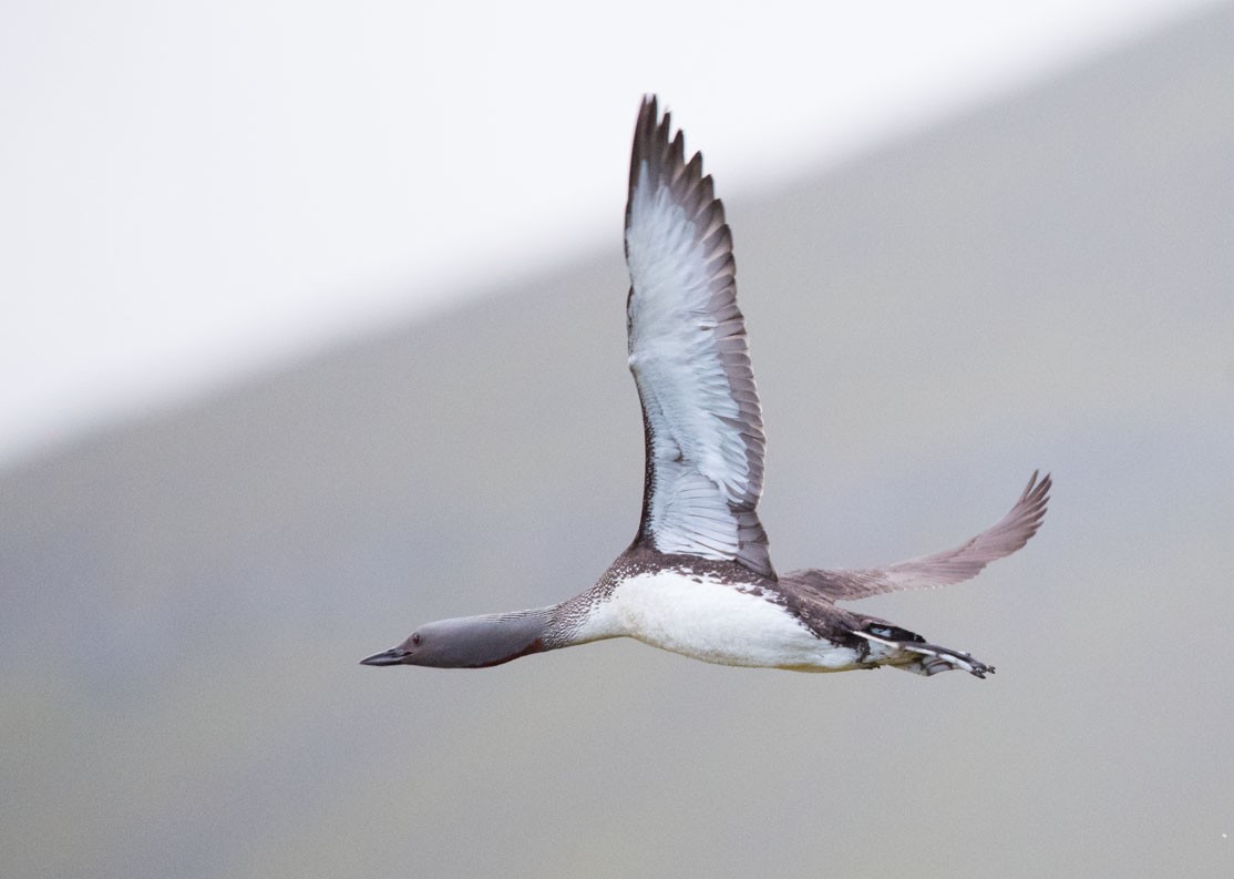 Red-throated Loon - Svein Ole Mikalsen