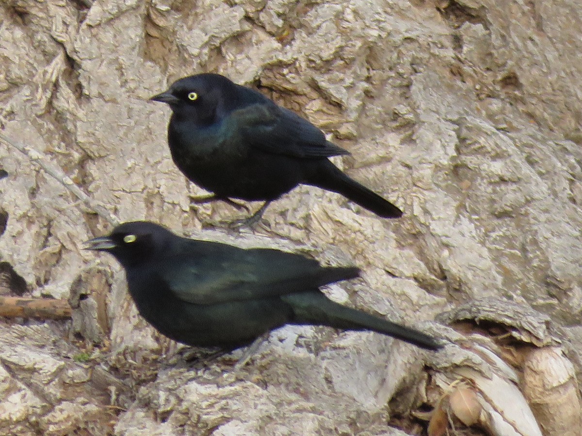 Brewer's Blackbird - ML111456401