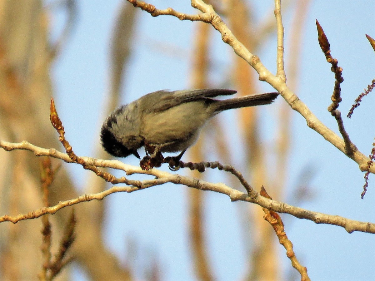 Mésange de Gambel - ML111456461