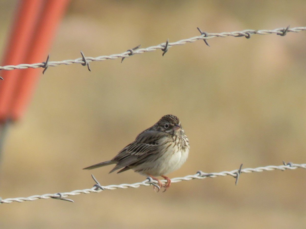 Vesper Sparrow - ML111456661