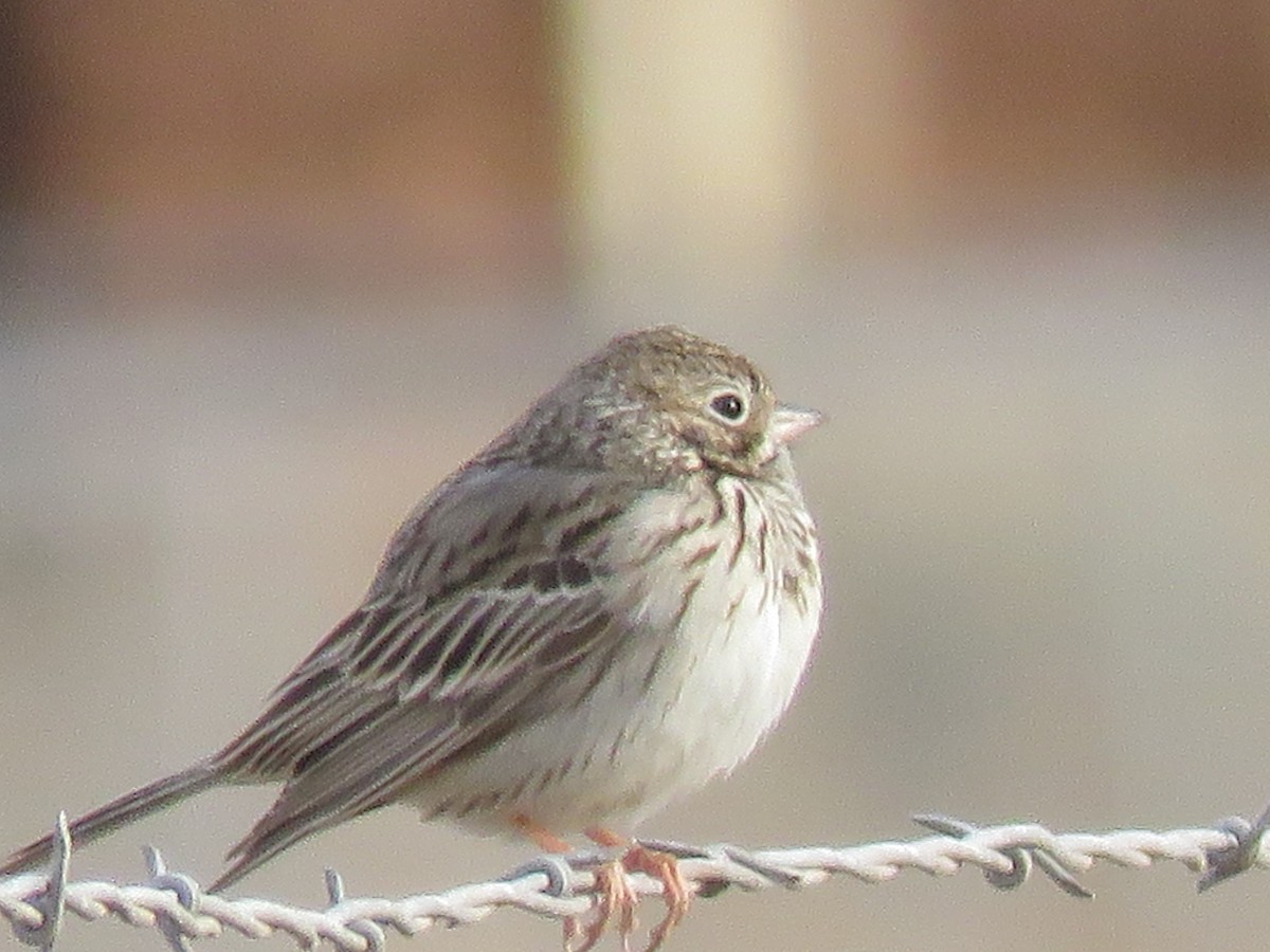 Vesper Sparrow - ML111456671