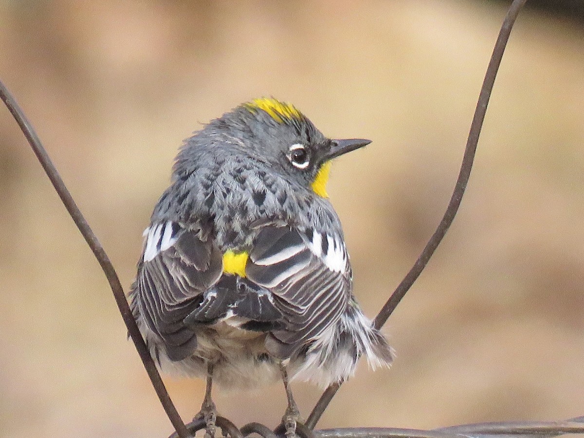 Yellow-rumped Warbler - ML111456771