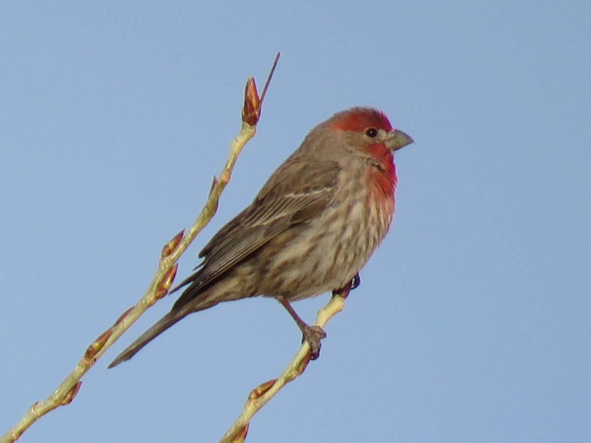 House Finch - ML111456841