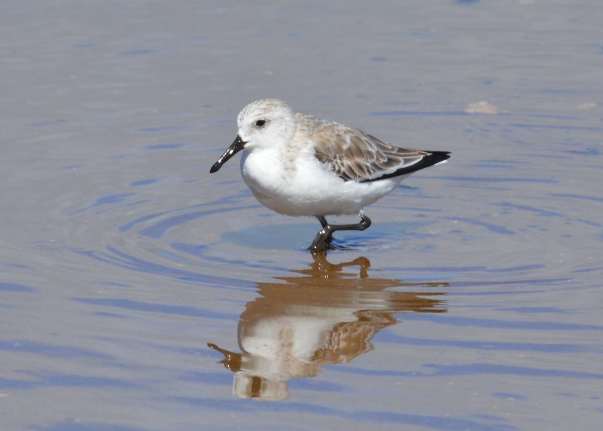 Sanderling - Donel Jensen