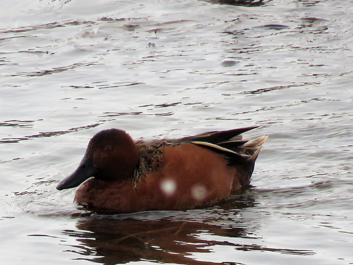 Cinnamon Teal - ML111458321