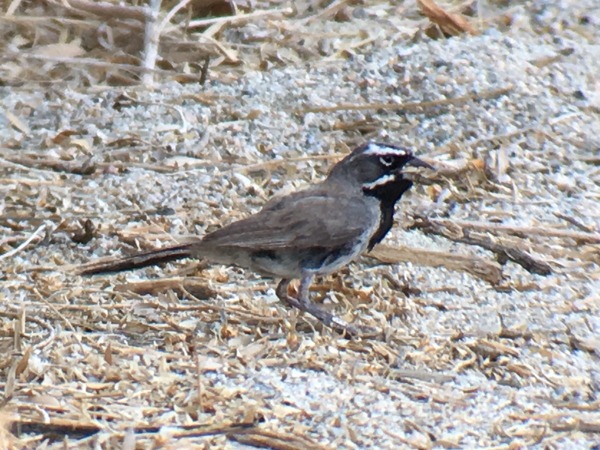 Black-throated Sparrow - ML111458631