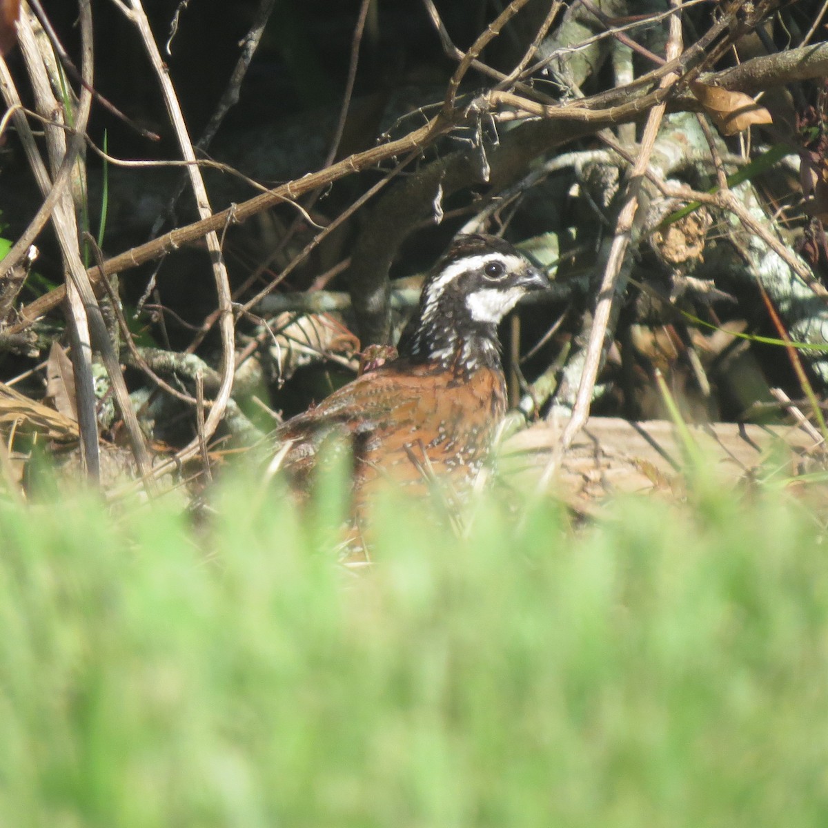 Northern Bobwhite - John Groskopf