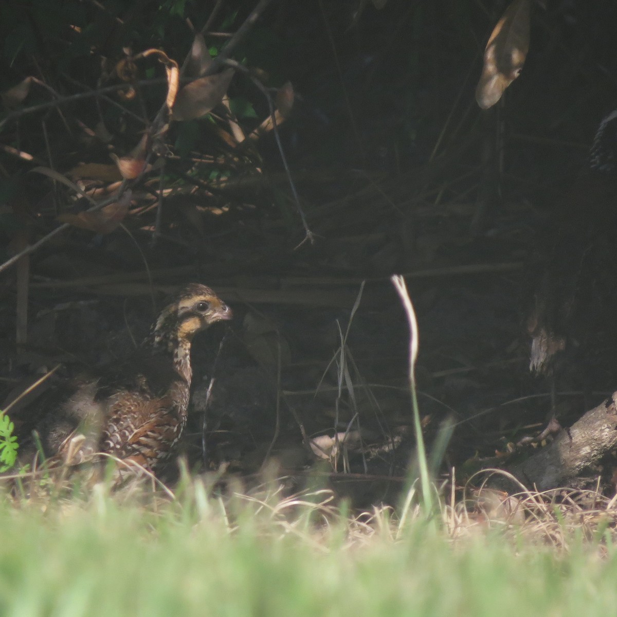 Northern Bobwhite - John Groskopf