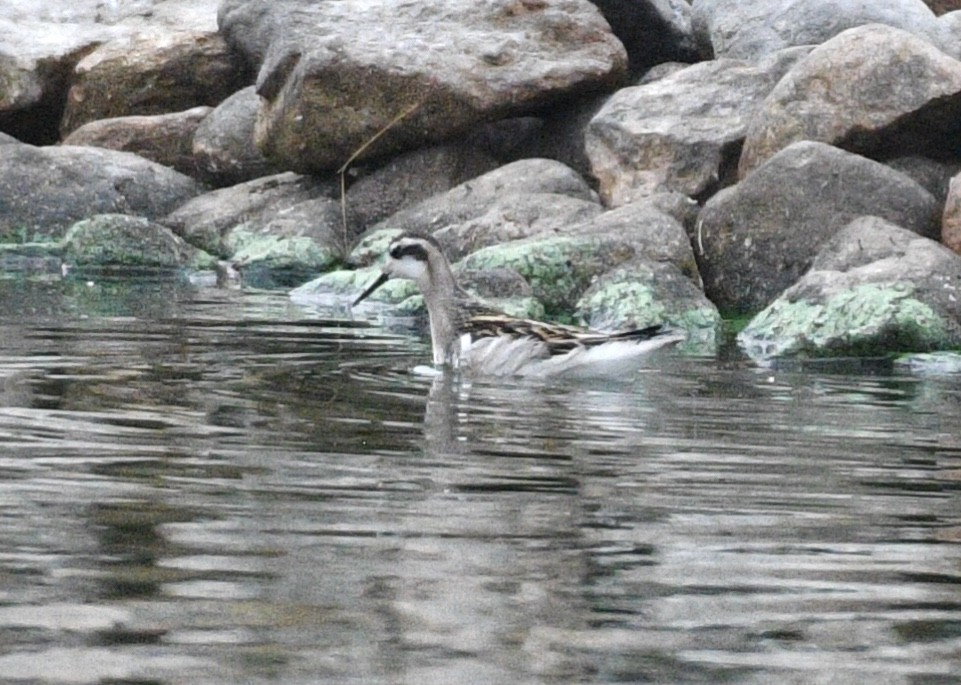 Red-necked Phalarope - ML111460961