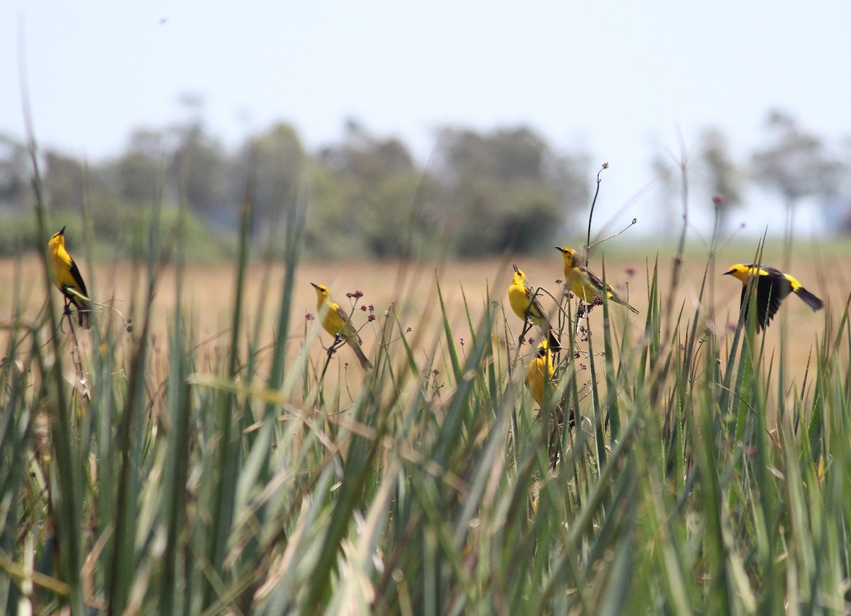 Saffron-cowled Blackbird - Luis Labadie