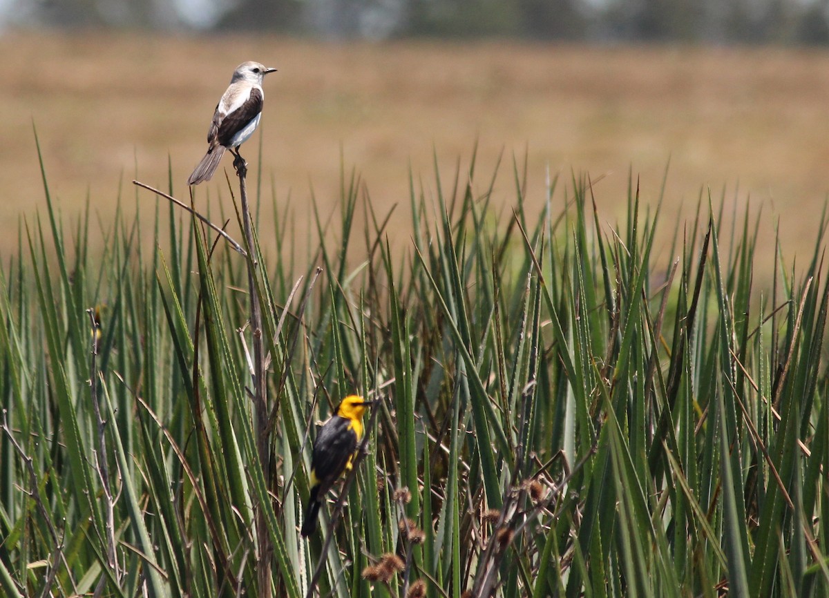 Black-and-white Monjita - ML111461671