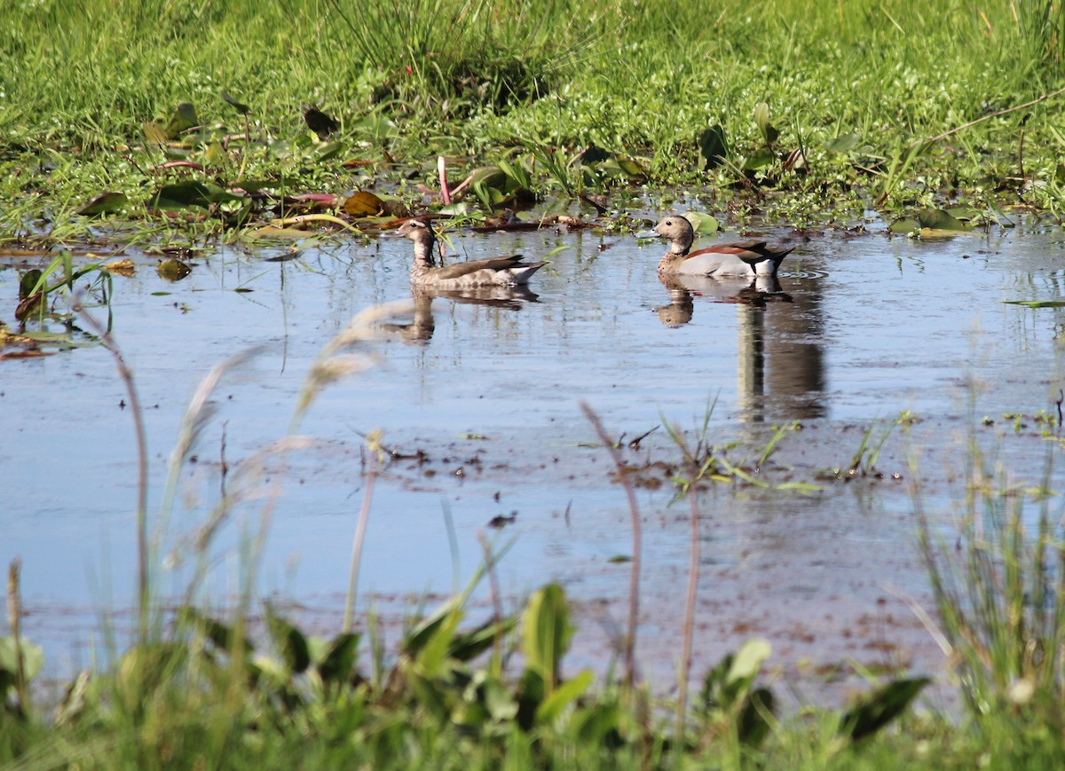 Ringed Teal - Luis Labadie