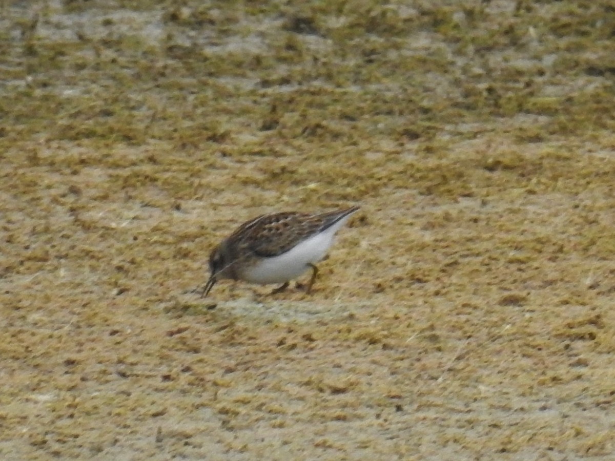 Least Sandpiper - Tina Toth