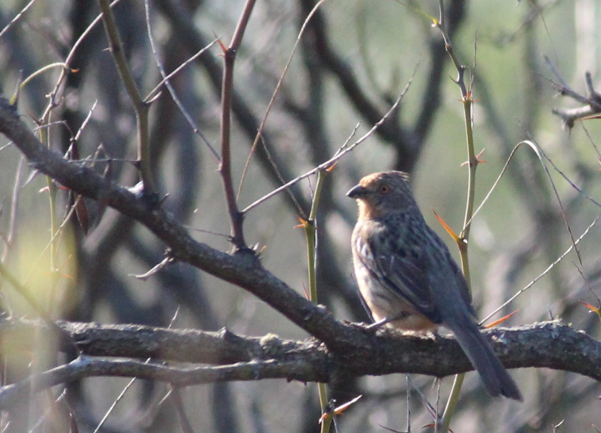 White-tipped Plantcutter - ML111464731