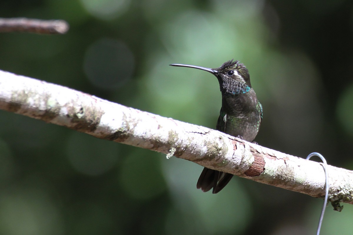 Rivoli's Hummingbird - ML111465151