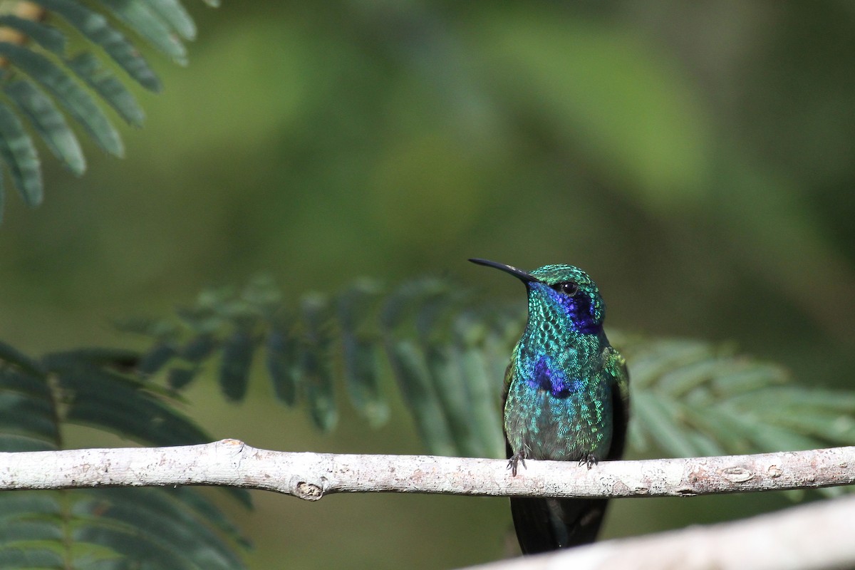 Colibrí Oreja Violeta Mexicano - ML111465541