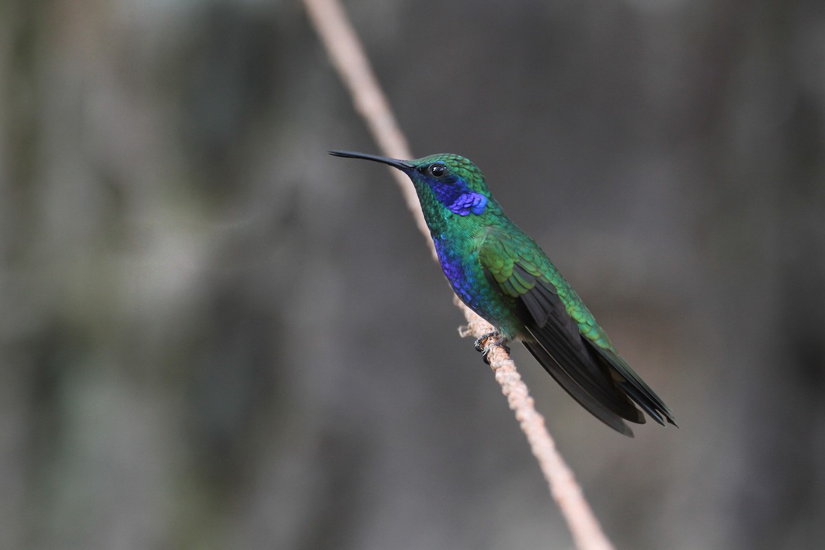 Colibrí Oreja Violeta Mexicano - ML111465651