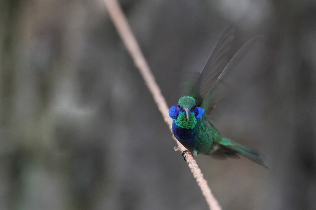 Colibrí Oreja Violeta Mexicano - ML111465661