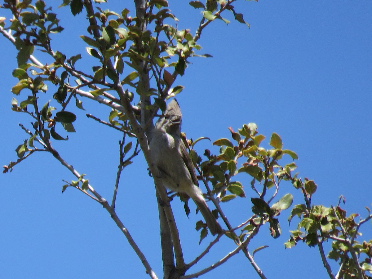 Oak Titmouse - ML111466311