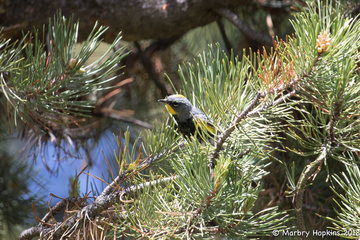 Yellow-rumped Warbler (Audubon's) - ML111467071