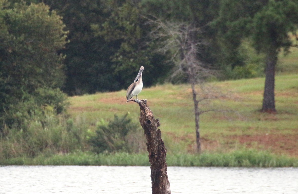 Brown Pelican - ML111467241