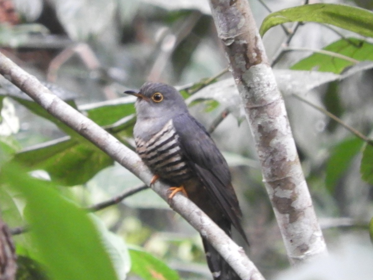 Indian Cuckoo - ML111467431