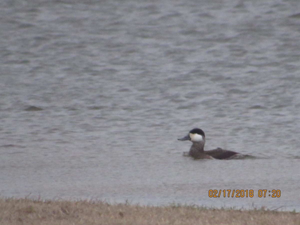 Ruddy Duck - ML111469051