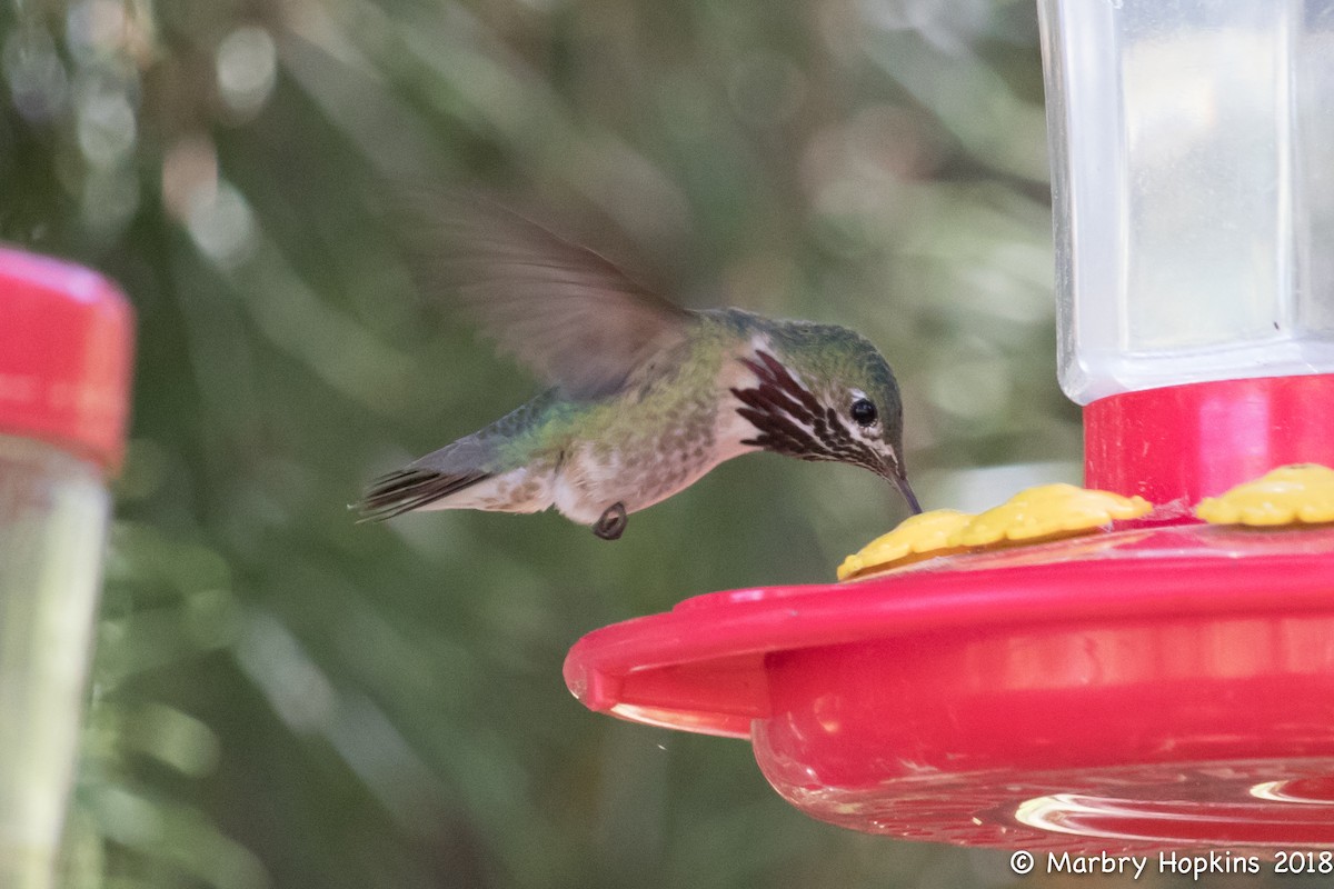 Calliope Hummingbird - Marbry Hopkins