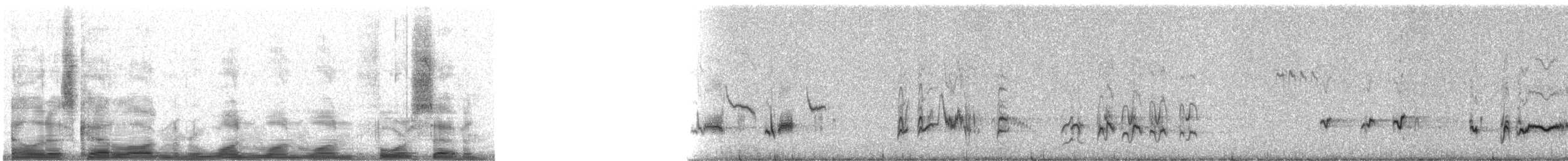 Curve-billed Thrasher - ML11147