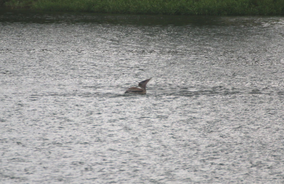 Brown Pelican - ML111471861