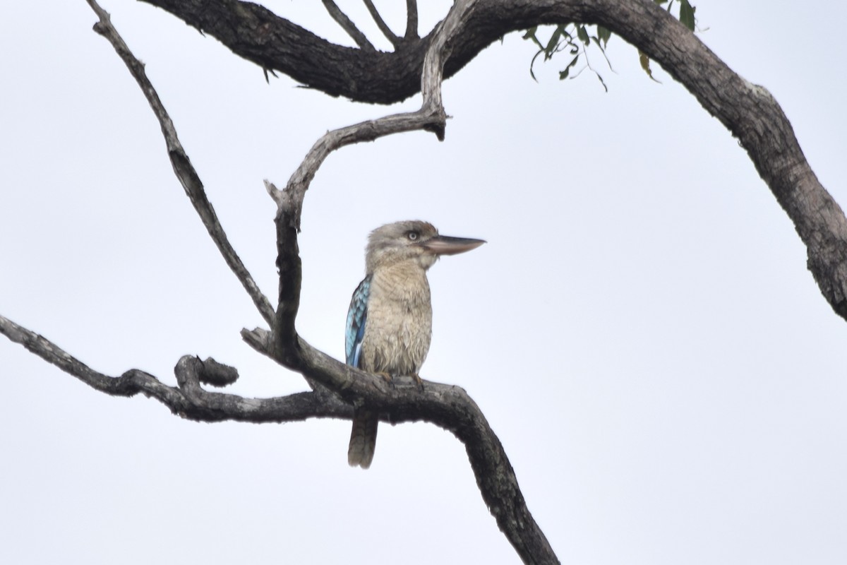 Blue-winged Kookaburra - Cody Cox