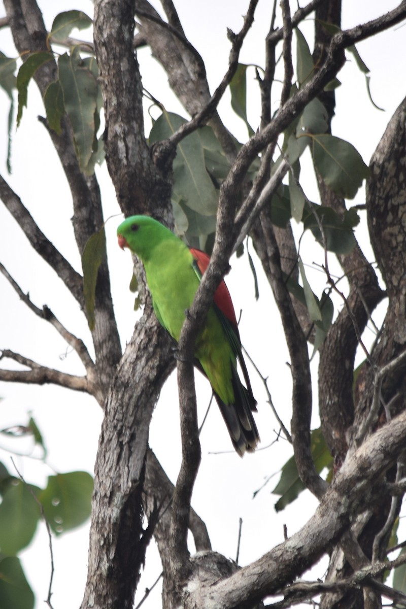 Red-winged Parrot - Cody Cox