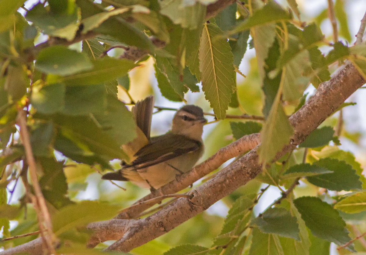 Red-eyed Vireo - Cameron Cox